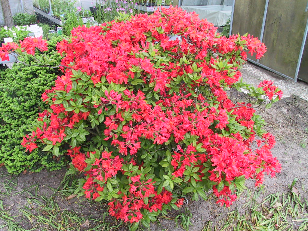 Azalea knaphill Royal Command 03.jpg